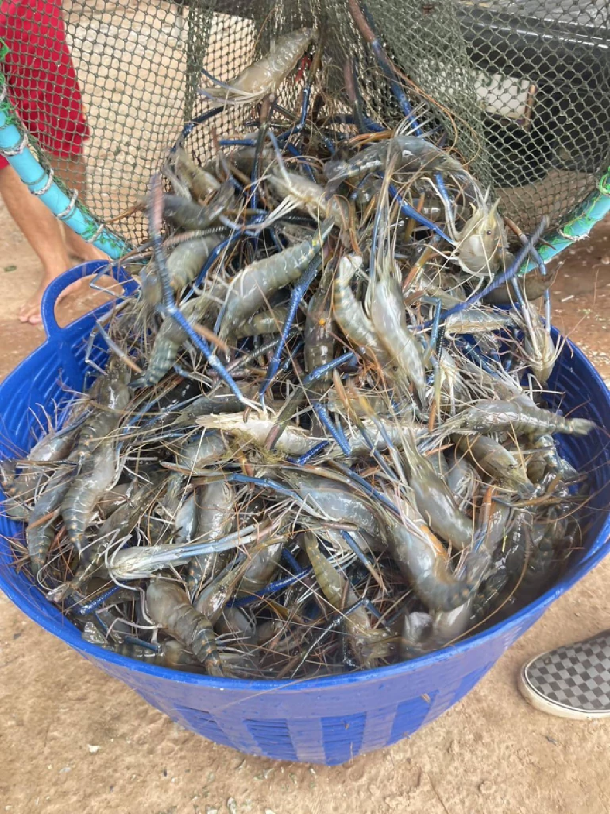 กุ้งก้ามกรามกาฬสินธุ์ คว้า GI การันตีคุณภาพ ทำเงินปีละ 538 ล้าน