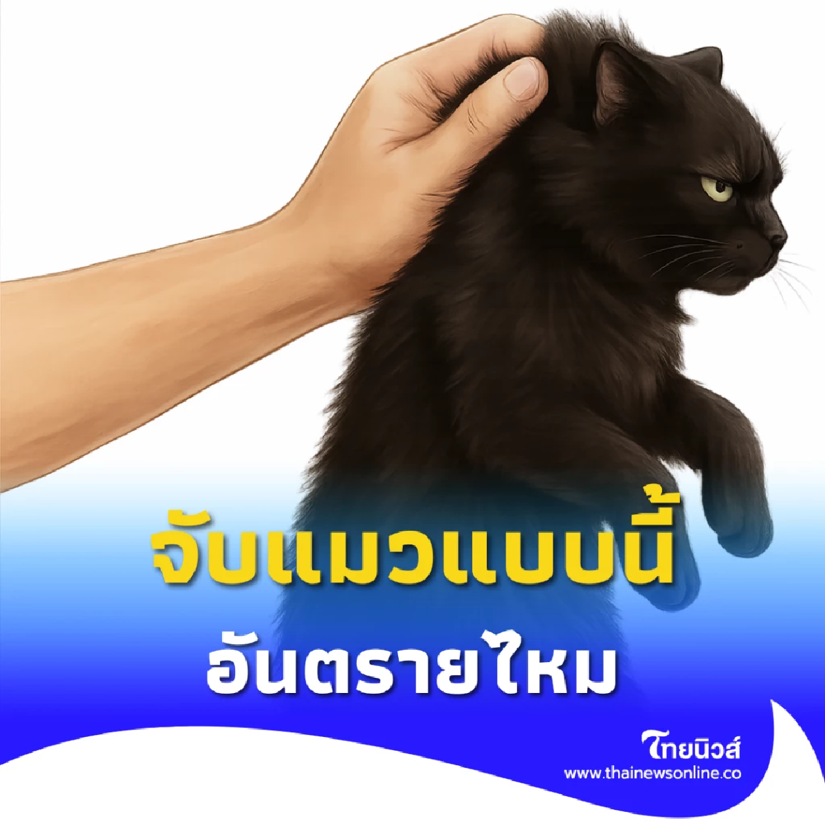 การจับแมวแบบดึงหนังหลังคอ อันตรายไหม?