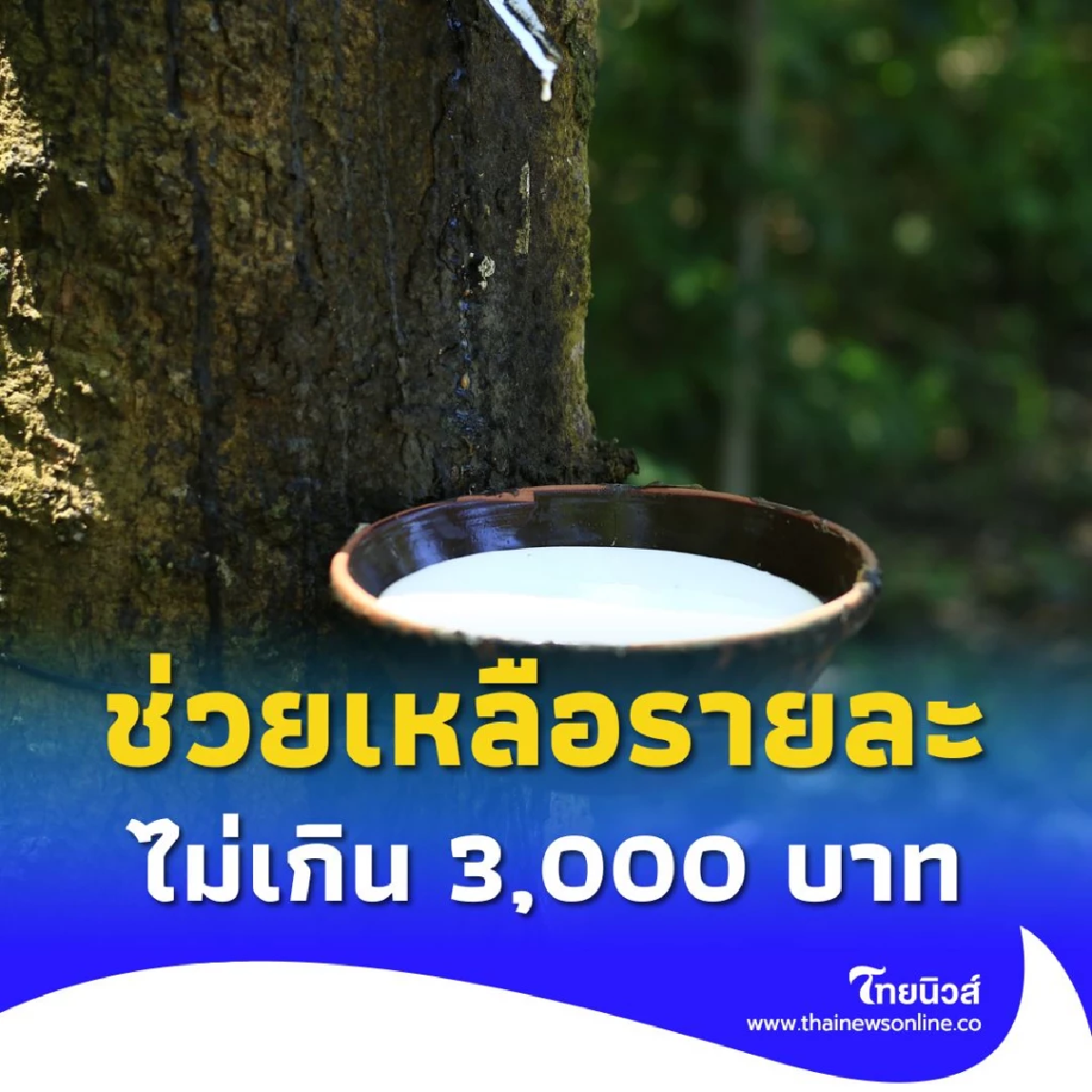 กยท.เร่งช่วยสวนยางประสบภัย จัดสวัสดิการรายละไม่เกิน 3,000 บาท