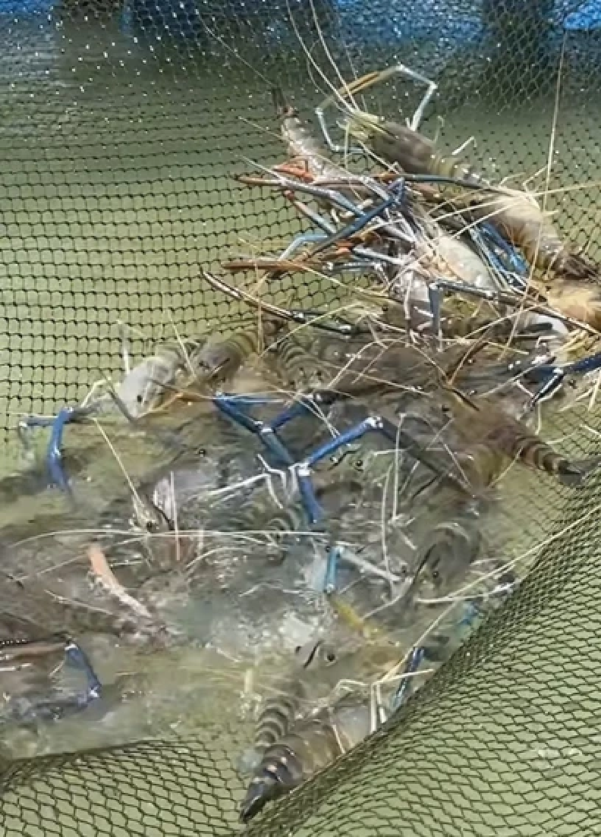 กุ้งก้ามกรามกาฬสินธุ์ คว้า GI การันตีคุณภาพ ทำเงินปีละ 538 ล้าน