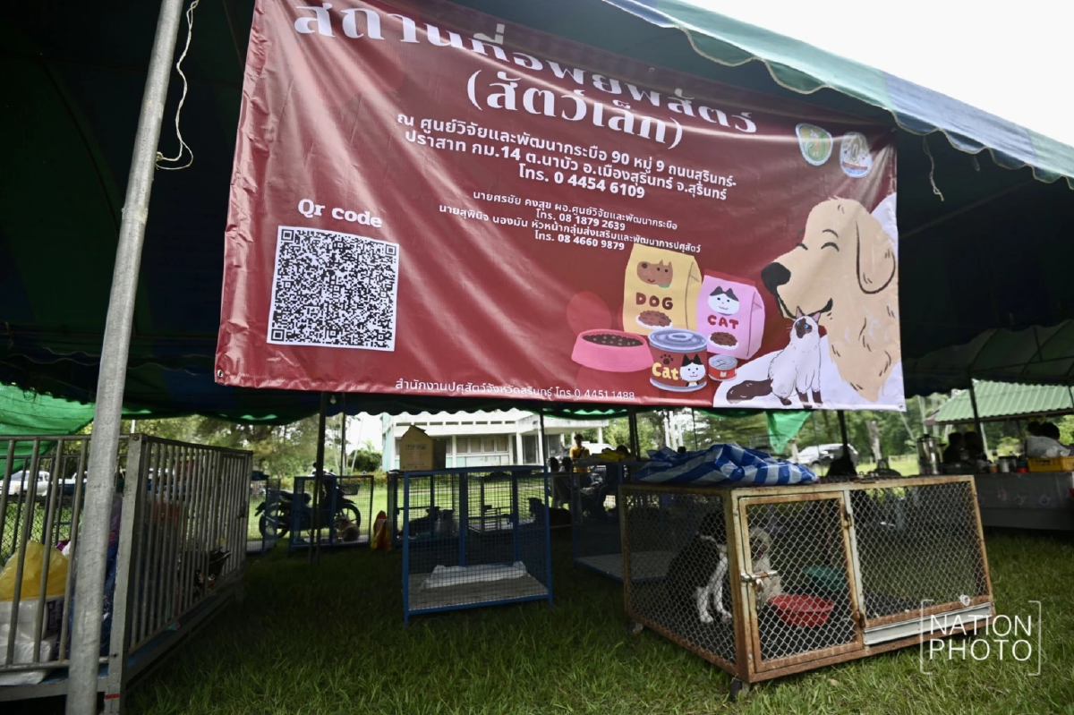 สุรินทร์เปิดจุดรองรับสัตว์อพยพกลางภาวะสงครามชายแดน