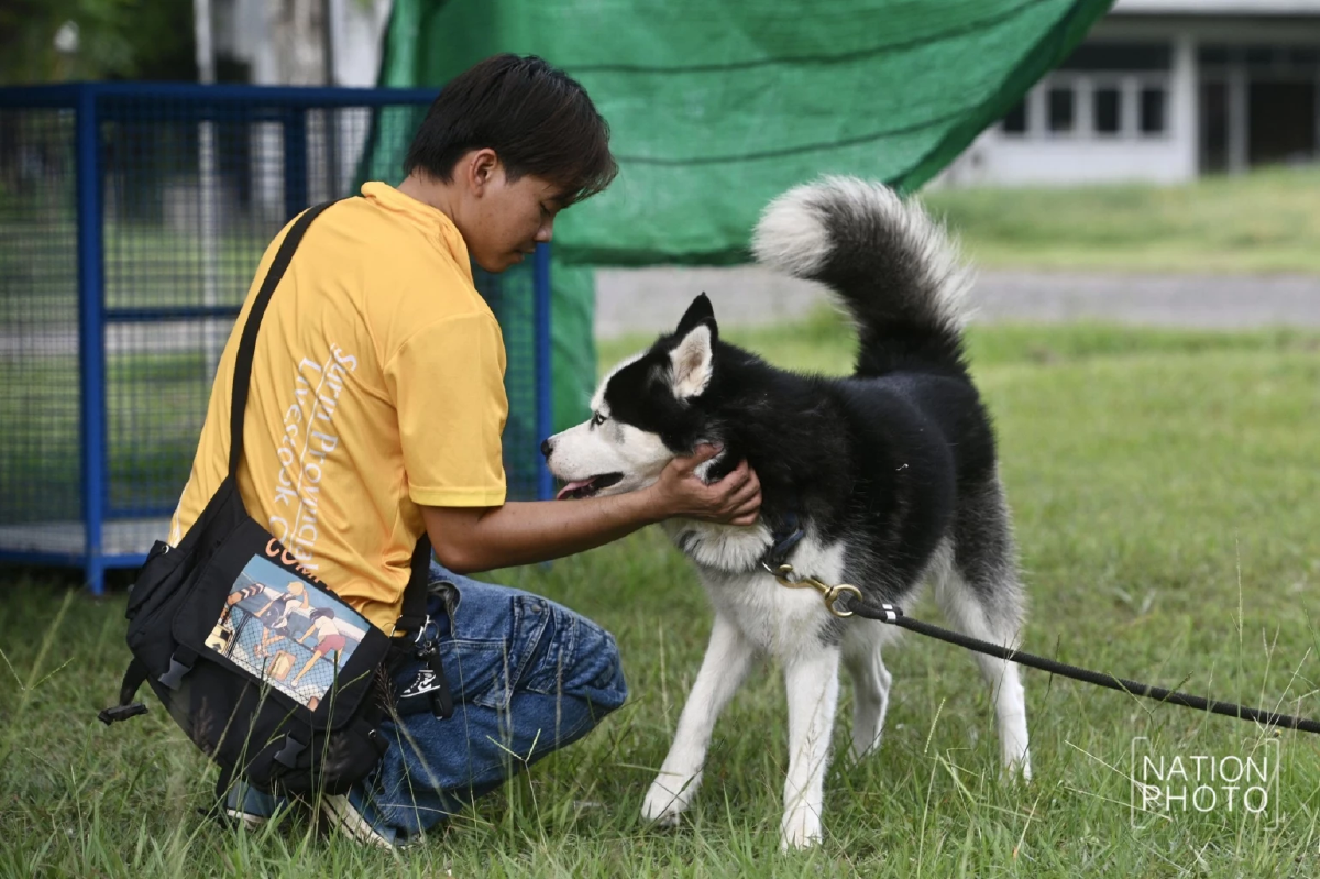 สุรินทร์เปิดจุดรองรับสัตว์อพยพกลางภาวะสงครามชายแดน
