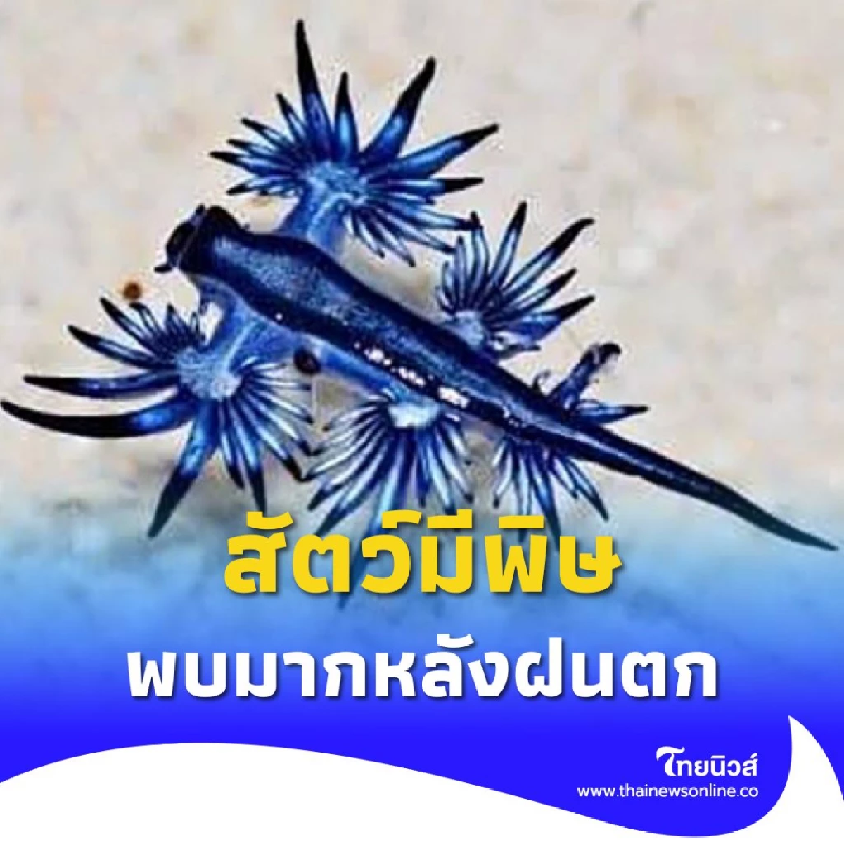 เตือนเล่นน้ำทะเลช่วงนี้ ระวังมังกรทะเล (Blue Dragon) สัตว์มีพิษ