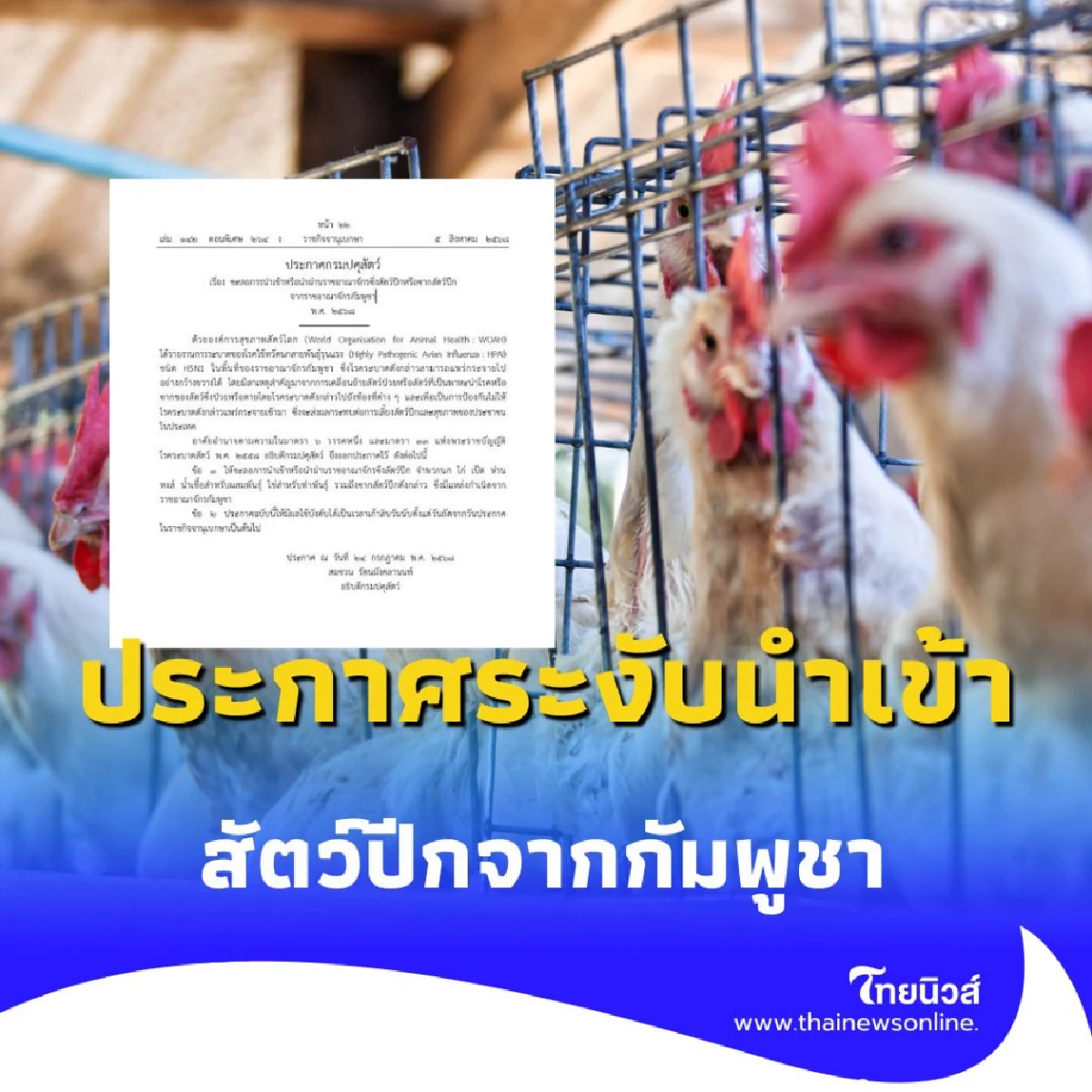 ป้องกัน ไข้หวัดนก กรมปศุสัตว์ ประกาศระงับนำเข้า สัตว์ปีกจากกัมพูชา ชั่วคราว