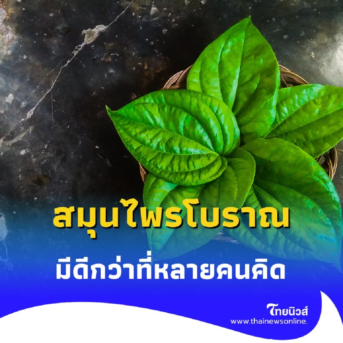 กลิ่นหอมจากตำราโบราณ ใบพลู บรรเทาความทุกข์จากกลิ่นศพ จริงหรือ