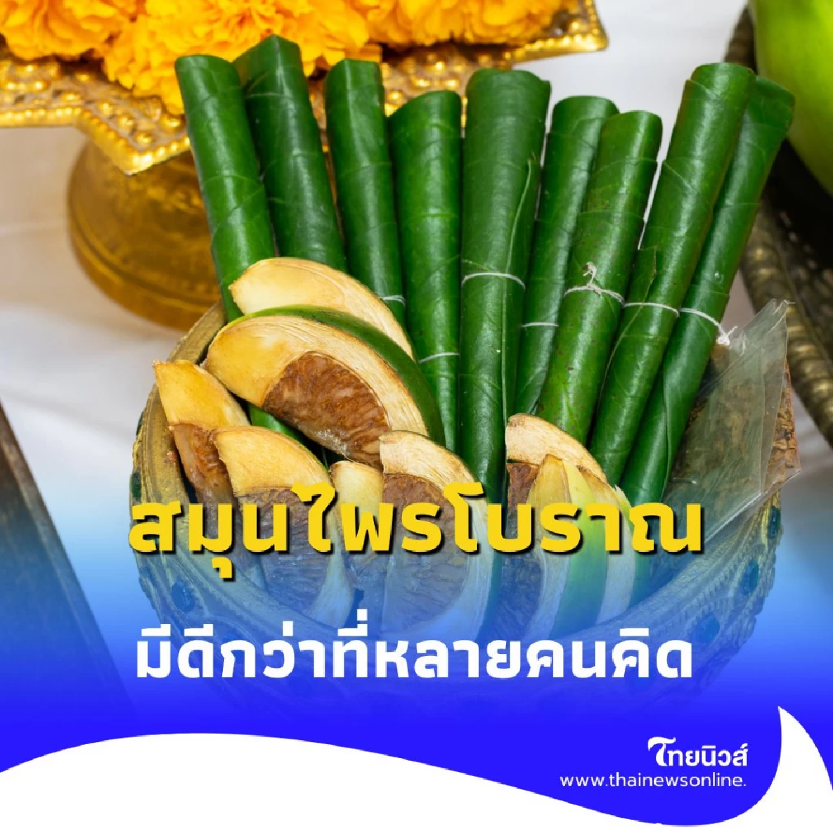 กลิ่นหอมจากตำราโบราณ ใบพลู บรรเทาความทุกข์จากกลิ่นศพ จริงหรือ