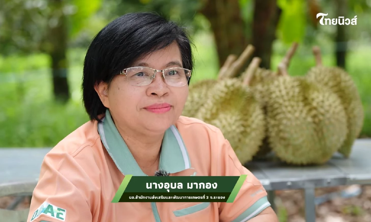 ตามรอย ทุเรียน GI ปราจีนบุรี ไขรหัสลับความหวานมัน รสเด็ดระดับราชา