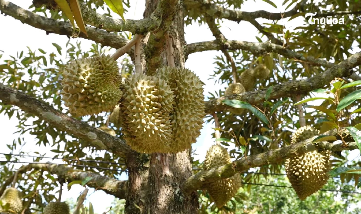 ตามรอย ทุเรียน GI ปราจีนบุรี ไขรหัสลับความหวานมัน รสเด็ดระดับราชา
