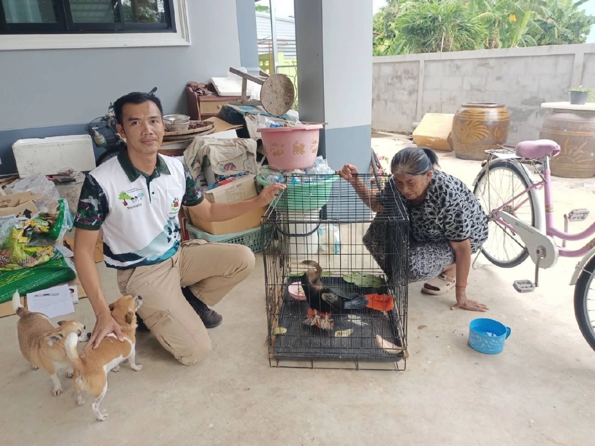 พลเมืองดีแจ้งเบาะแส นกอ้ายงั่วบาดเจ็บ เจ้าหน้าที่เร่งช่วย