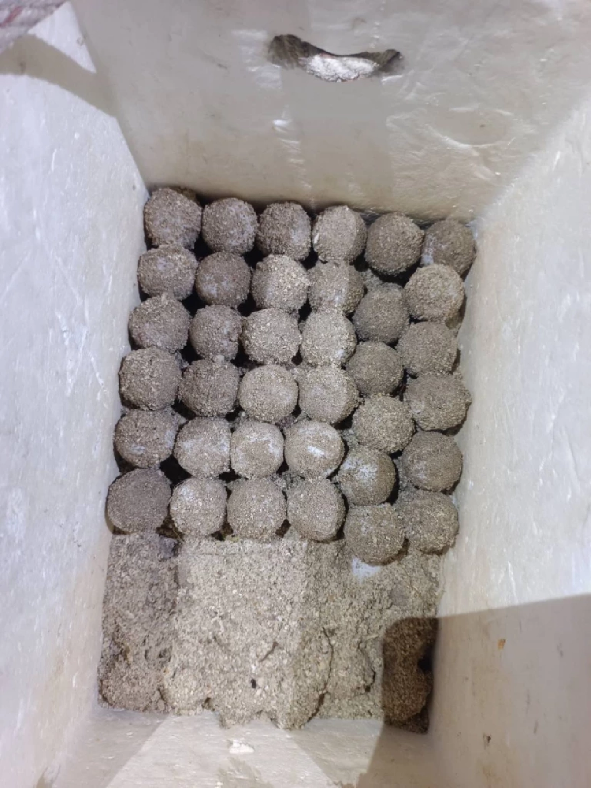 แม่เต่ากระ “พรพนา” ขึ้นวางไข่รังที่ 15 บนเกาะทะลุ พบเกือบ 140 ฟอง