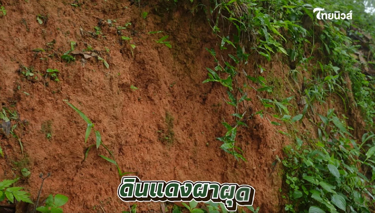 ถอดรหัส ทุเรียน GI บนดอยอุตรดิตถ์ หลิน-หลง ลับแล ต่างกันยังไงนะ