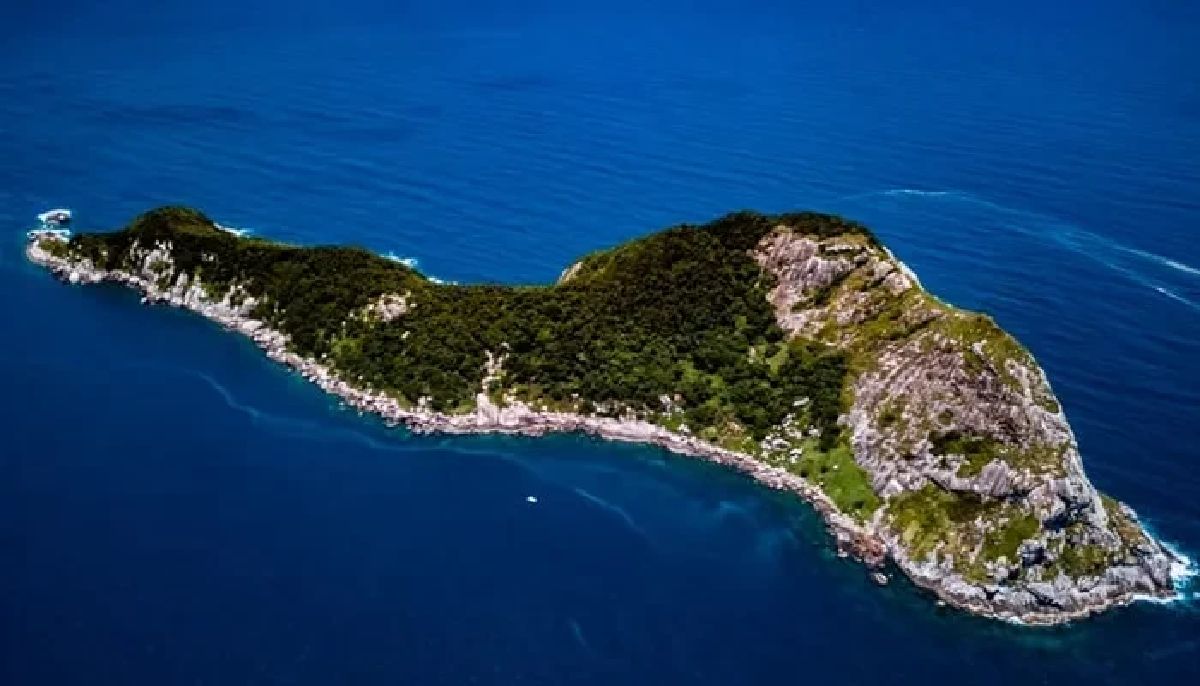 เกาะต้องห้าม เปิดตำนานเกาะงู”ถิ่นงูพิษร้ายแรงที่สุดในโลก