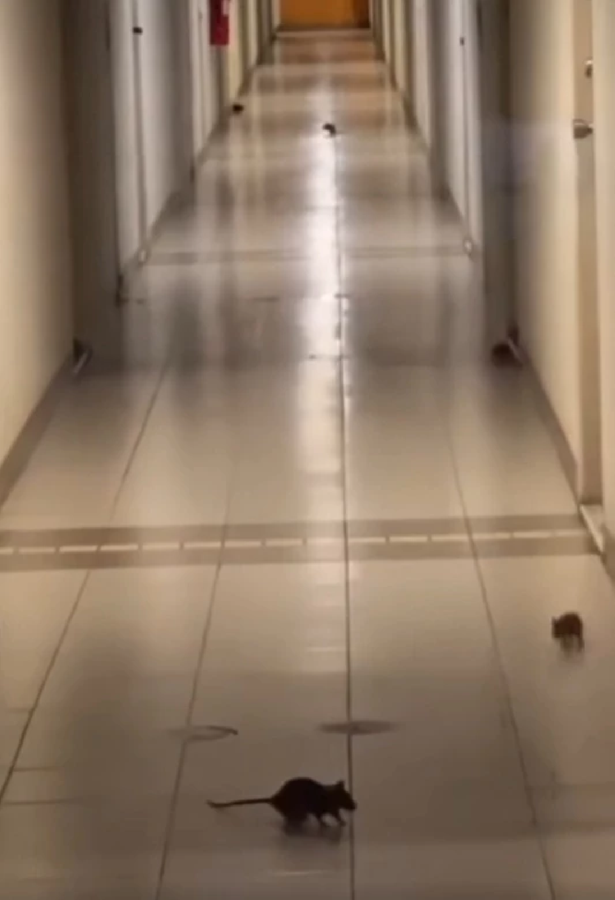 ขนลุก ลูกบ้านโวย กองทัพหนูบุกคอนโด เดือดร้อนหนักบางทีวิ่งไล่คน