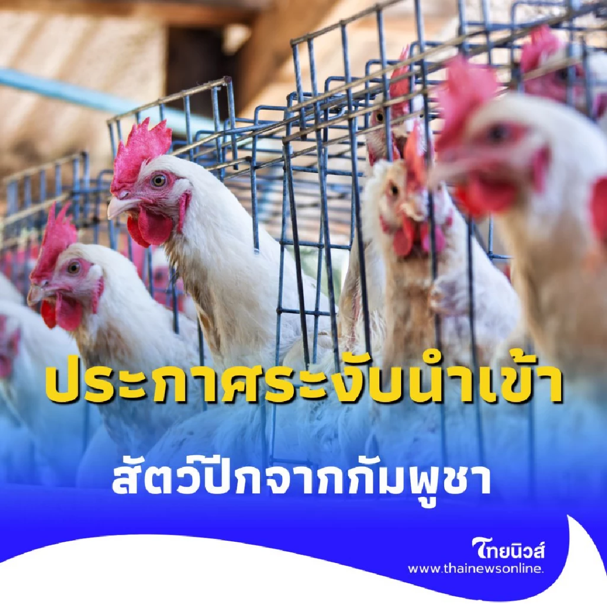 ป้องกัน ไข้หวัดนก กรมปศุสัตว์ ประกาศระงับนำเข้า สัตว์ปีกจากกัมพูชา ชั่วคราว