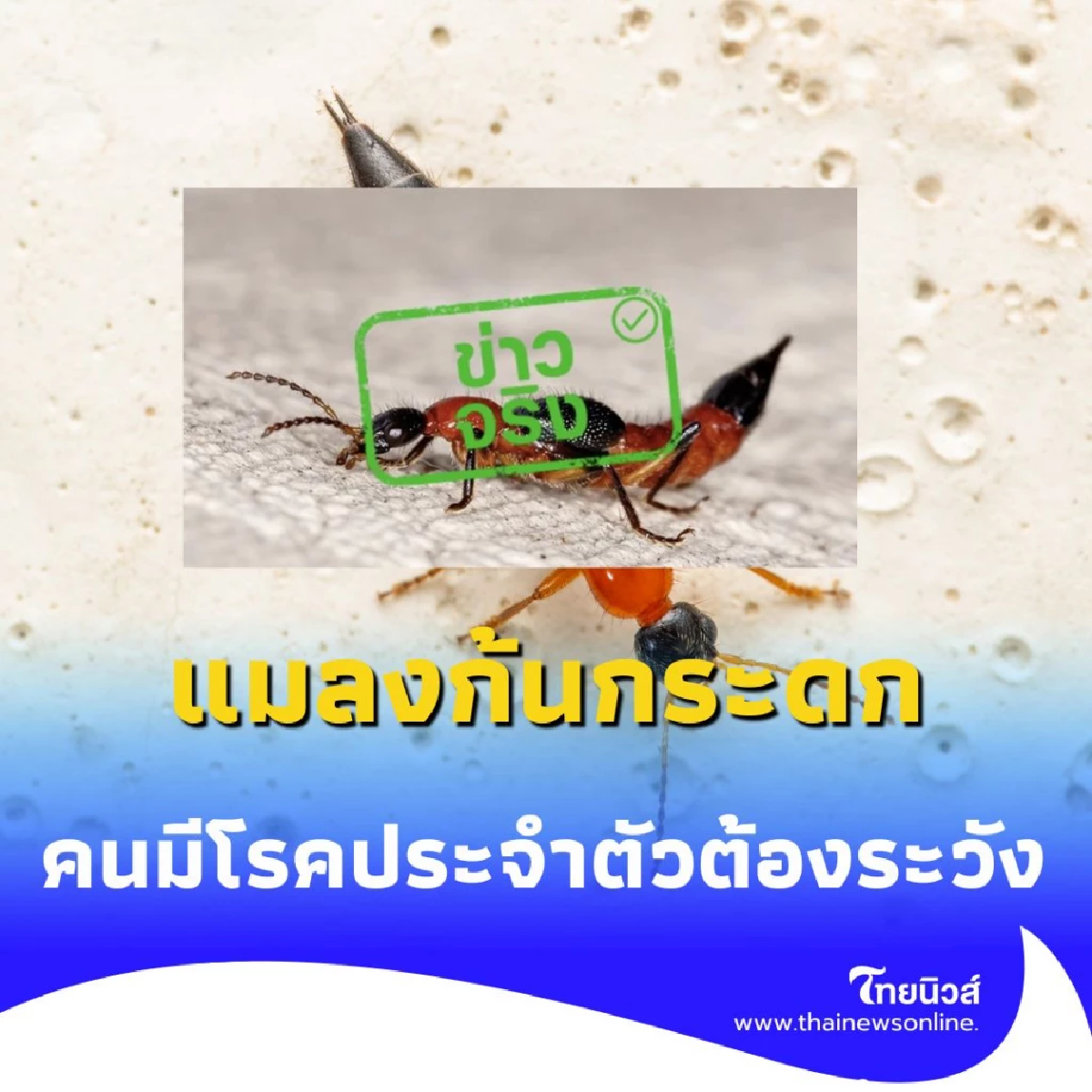 พิษแมลงก้นกระดกไม่ได้แค่คัน แต่มันคือภัยร้ายแรงที่คร่าชีวิต