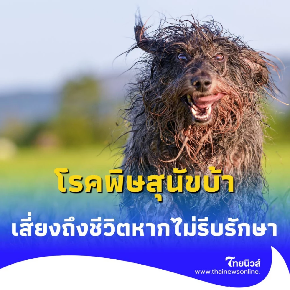 พิษสุนัขบ้ากลับมาระบาด รู้เท่าทัน ไม่ใช่เรื่องไกลตัว พร้อมรับมือ