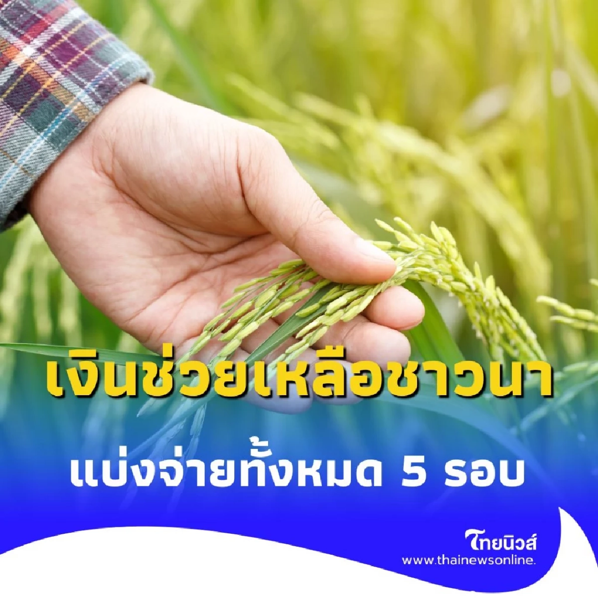 เงินช่วยชาวนา เช็กสิทธิ์รับเงินช่วยเหลืองวดใหม่ 5 รอบ โอนเข้าบัญชีตรง