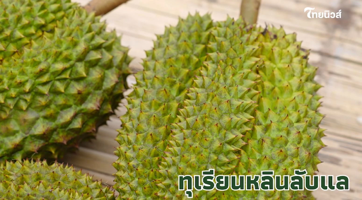 ถอดรหัส ทุเรียน GI บนดอยอุตรดิตถ์ หลิน-หลง ลับแล ต่างกันยังไงนะ