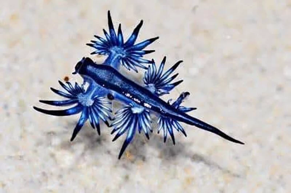 เตือนเล่นน้ำทะเลช่วงนี้ ระวังมังกรทะเล (Blue Dragon) สัตว์มีพิษ