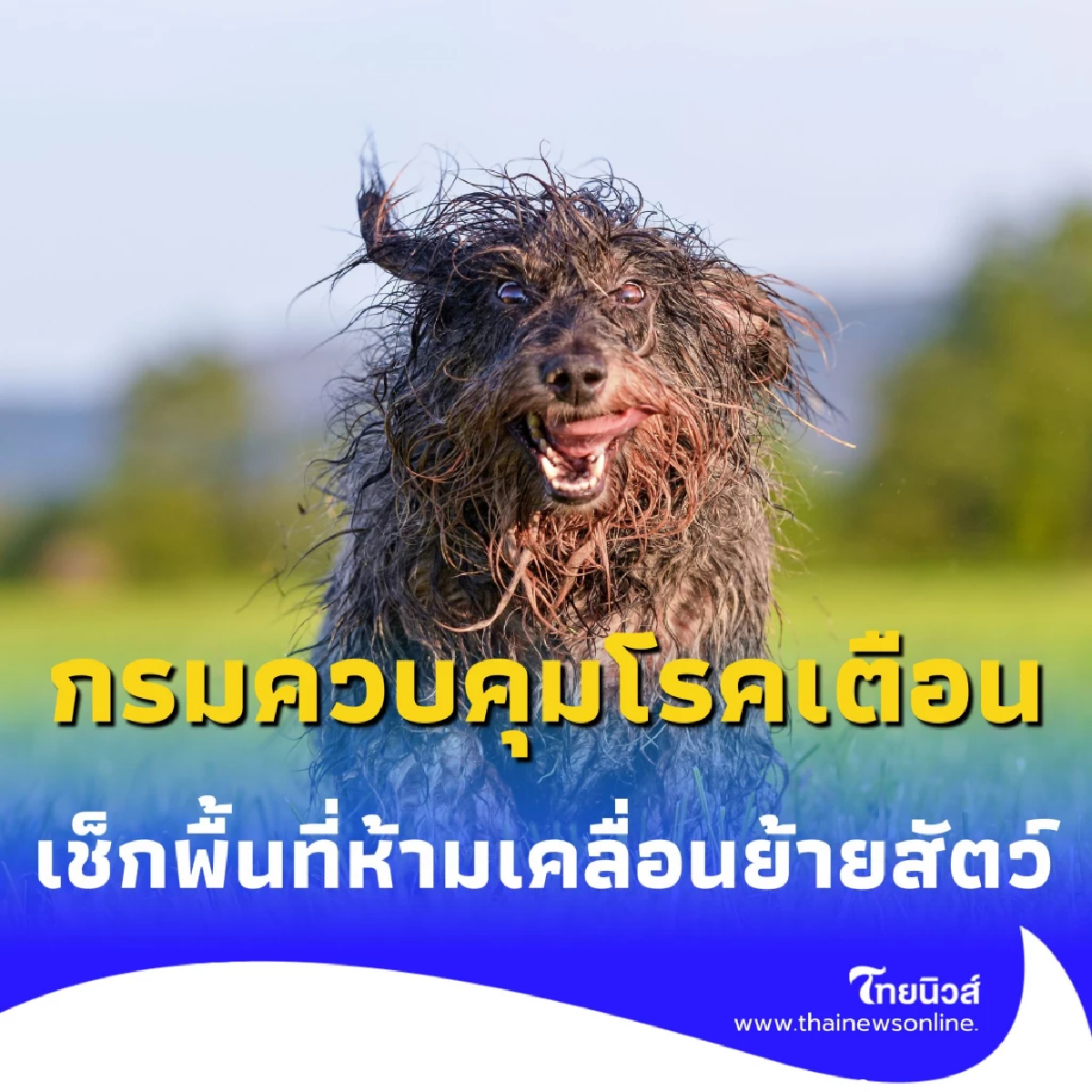 โรคพิษสุนัขบ้าระบาด เช็กพื้นที่ห้ามเคลื่อนย้ายสัตว์ มีเขตไหนบ้าง