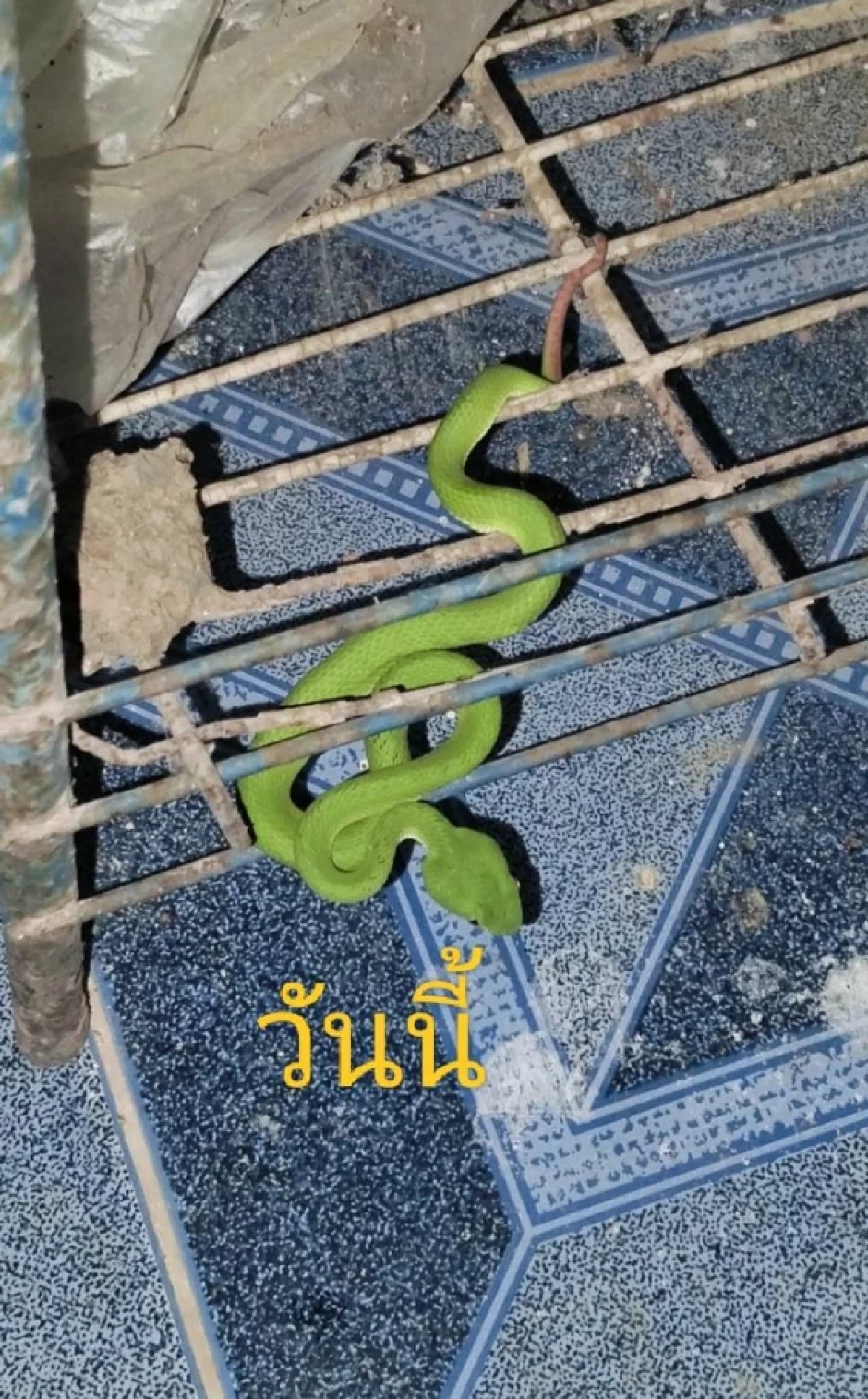 งูเขียวหางไหม้ นอนขดเฝ้าหน้าบ้าน 3 คืนติด คอหวยแห่ถามบ้านเลขที่