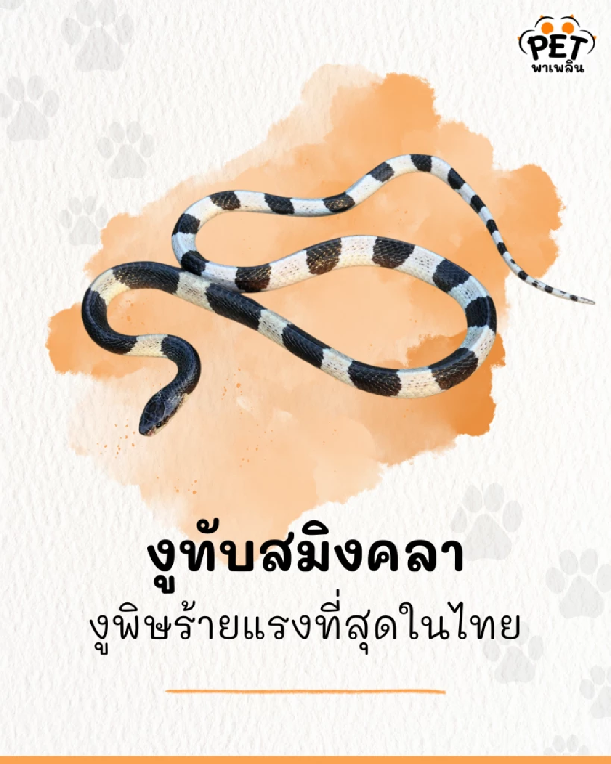 หลายคนไม่รู้! งูทับสมิงคลา งูพิษร้ายแรงที่สุดในไทย กัดครั้งเดียวอาจถึงชีวิต