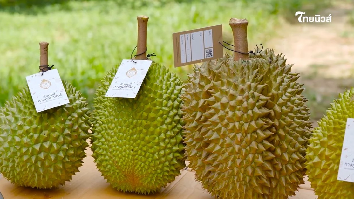 ไขรหัสลับ ทุเรียน GI ตามรอยราชาผลไม้ไทย จากเหนือจรดใต้