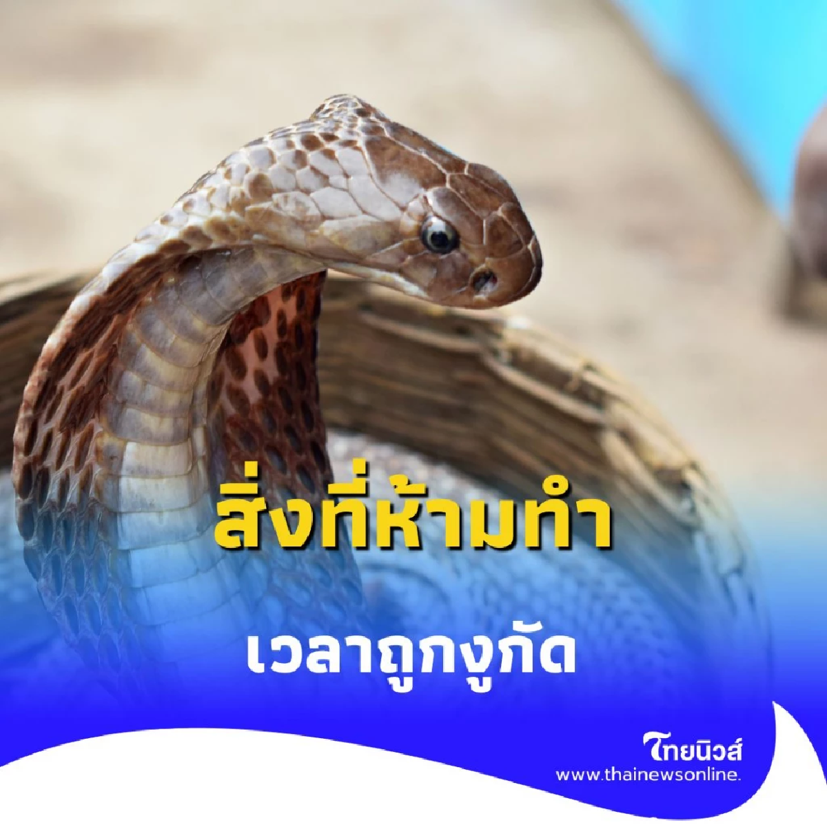 งูพิษหนีฝนเข้าบ้าน รู้ก่อนปลอดภัยกว่า ปฐมพยาบาลเบื้องต้นเมื่อถูกงูกัด