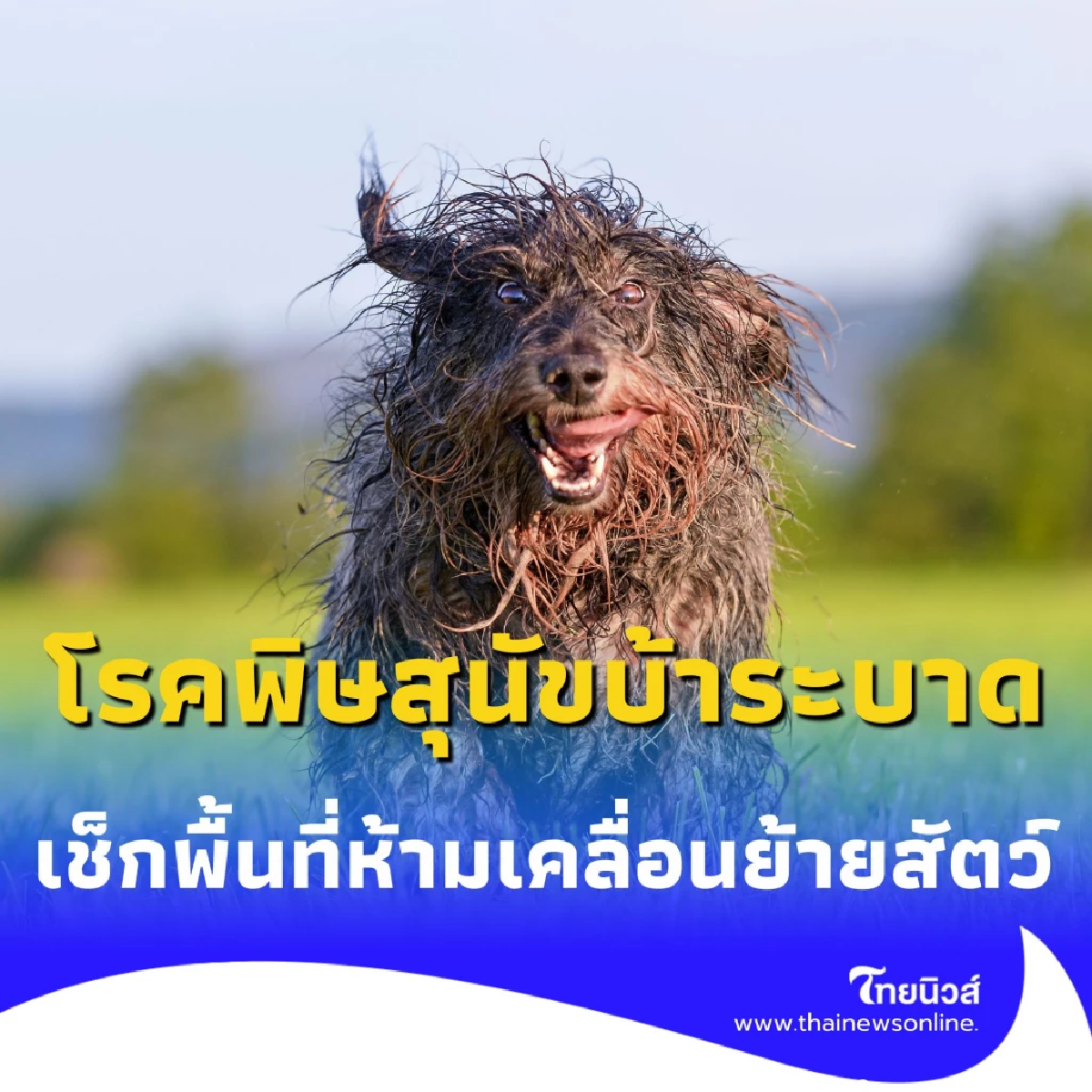 โรคพิษสุนัขบ้าระบาด เช็กพื้นที่ห้ามเคลื่อนย้ายสัตว์ มีเขตไหนบ้าง