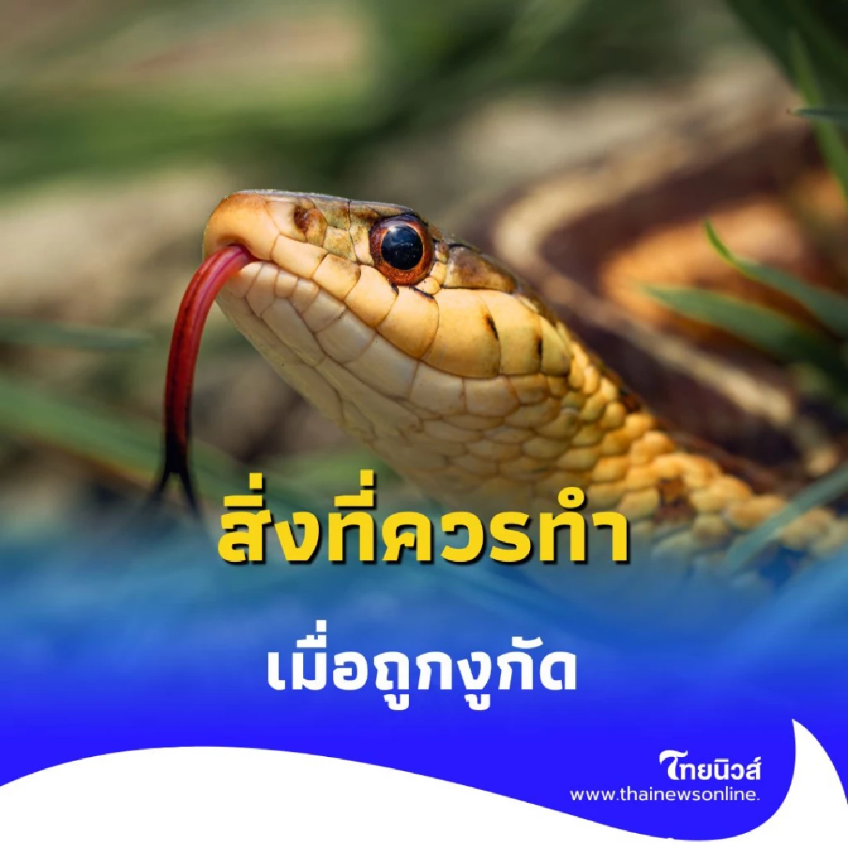 งูพิษหนีฝนเข้าบ้าน รู้ก่อนปลอดภัยกว่า ปฐมพยาบาลเบื้องต้นเมื่อถูกงูกัด