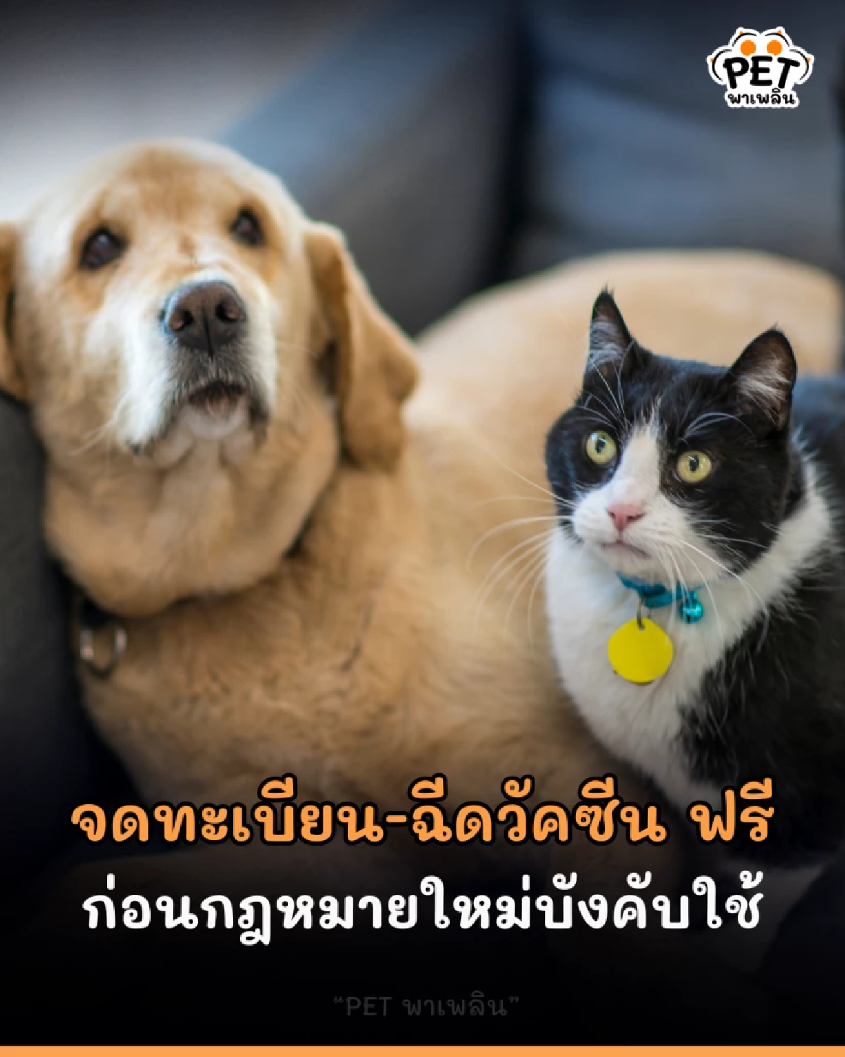 เจ้าของสัตว์เลี้ยงในกรุงเทพฯ รีบเลย! บริการจดทะเบียน-ฉีดวัคซีน ฟรี ก่อนกฎหมายใหม่บังคับใช้