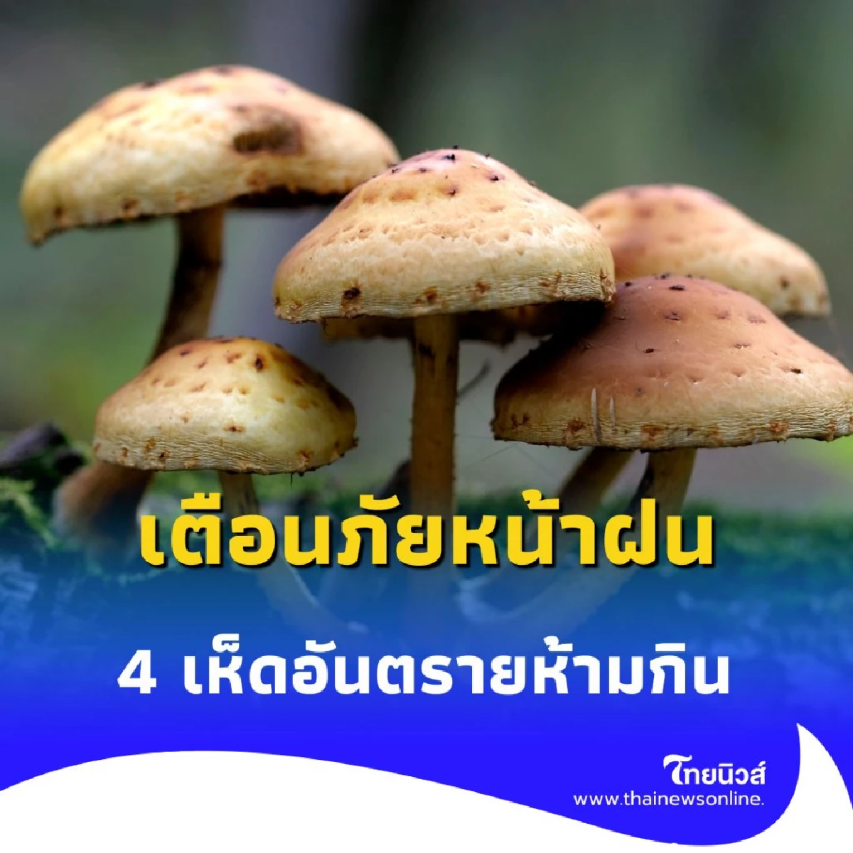 เตือนภัยหน้าฝน 4 เห็ดอันตรายกินแล้วตาย ไม่ควรเก็บมาทำอาหารเด็ดขาด