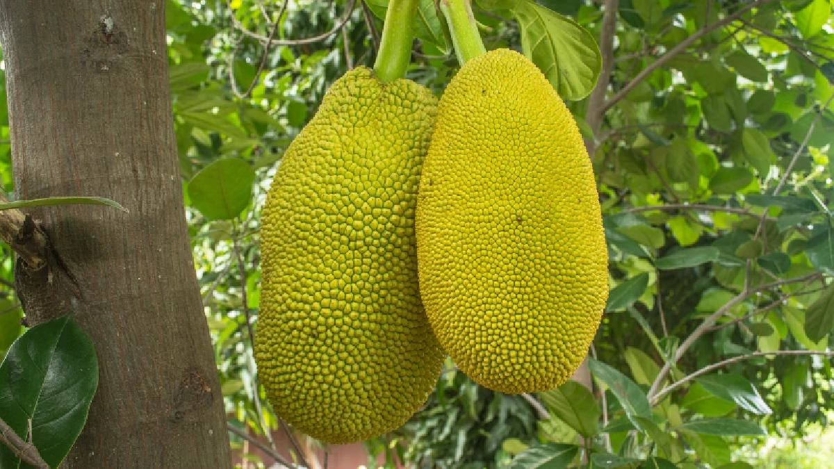 คนไทยทิ้ง ญี่ปุ่นซื้อแพง “ซูเปอร์ฟู้ด” กินเป็นยา บำรุงสุขภาพ