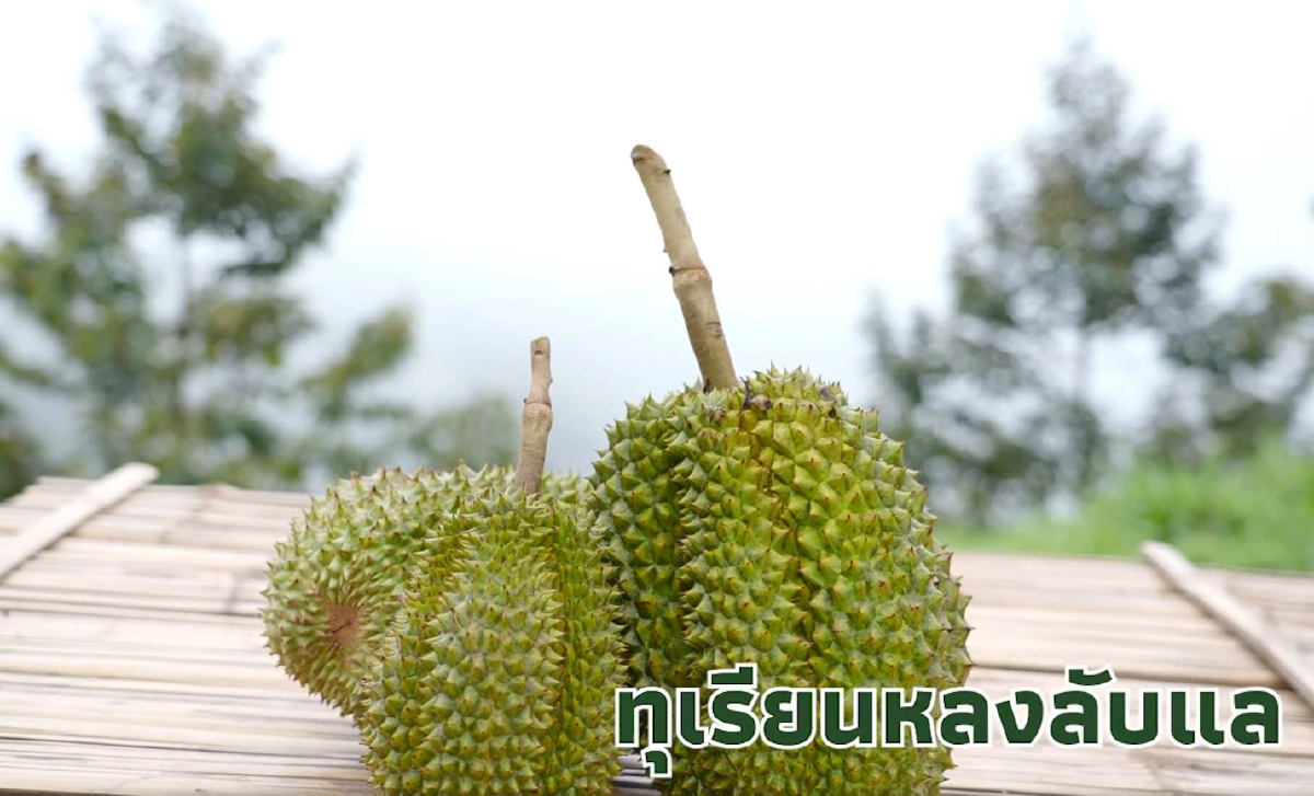 ถอดรหัส ทุเรียน GI บนดอยอุตรดิตถ์ หลิน-หลง ลับแล ต่างกันยังไงนะ
