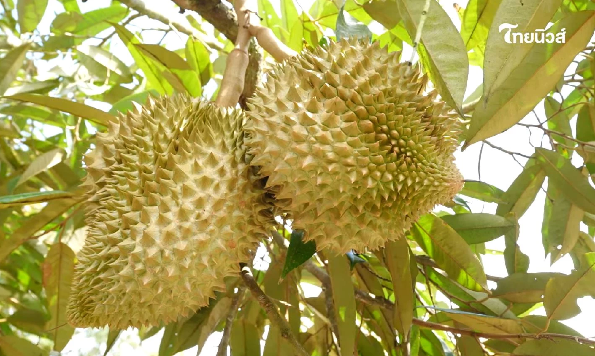 ตามรอย ทุเรียน GI ปราจีนบุรี ไขรหัสลับความหวานมัน รสเด็ดระดับราชา