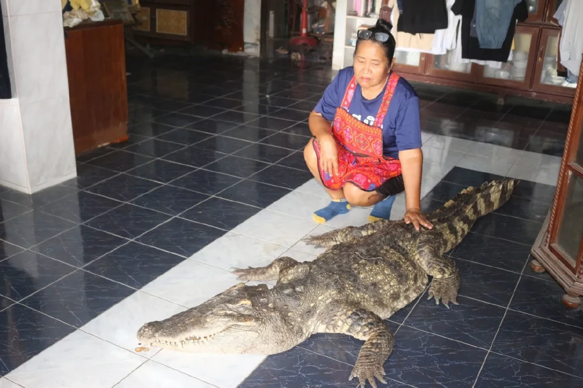 สิ้นไอ้ทอง ปิดตำนานจระเข้เฝ้าบ้าน 30 ปี ครอบครัวเตรียมสตัฟฟ์ร่าง