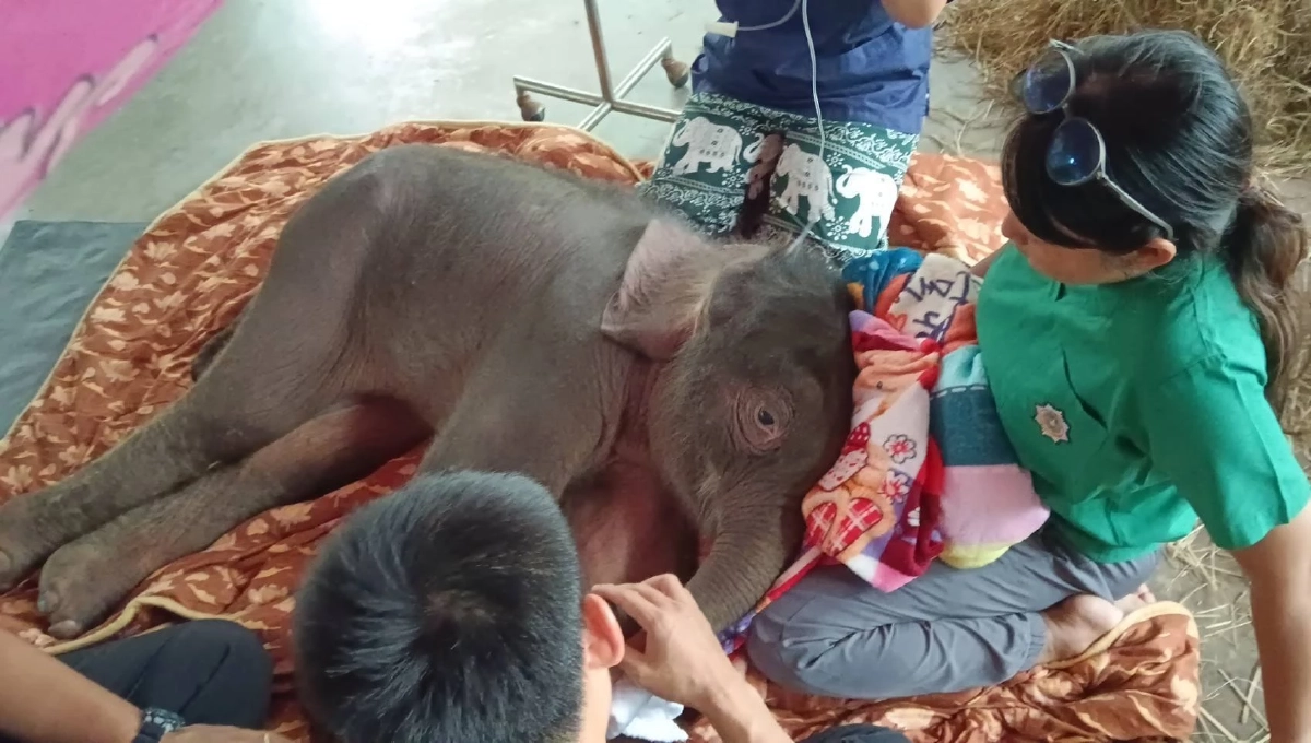 กรมอุทยานฯ อัปเดตอาการ &quot;พังข้าวต้ม&quot; ลูกช้างป่าพลัดหลง ชี้ &quot;การสลัดลูก&quot; เป็นธรรมชาติของช้างป่า