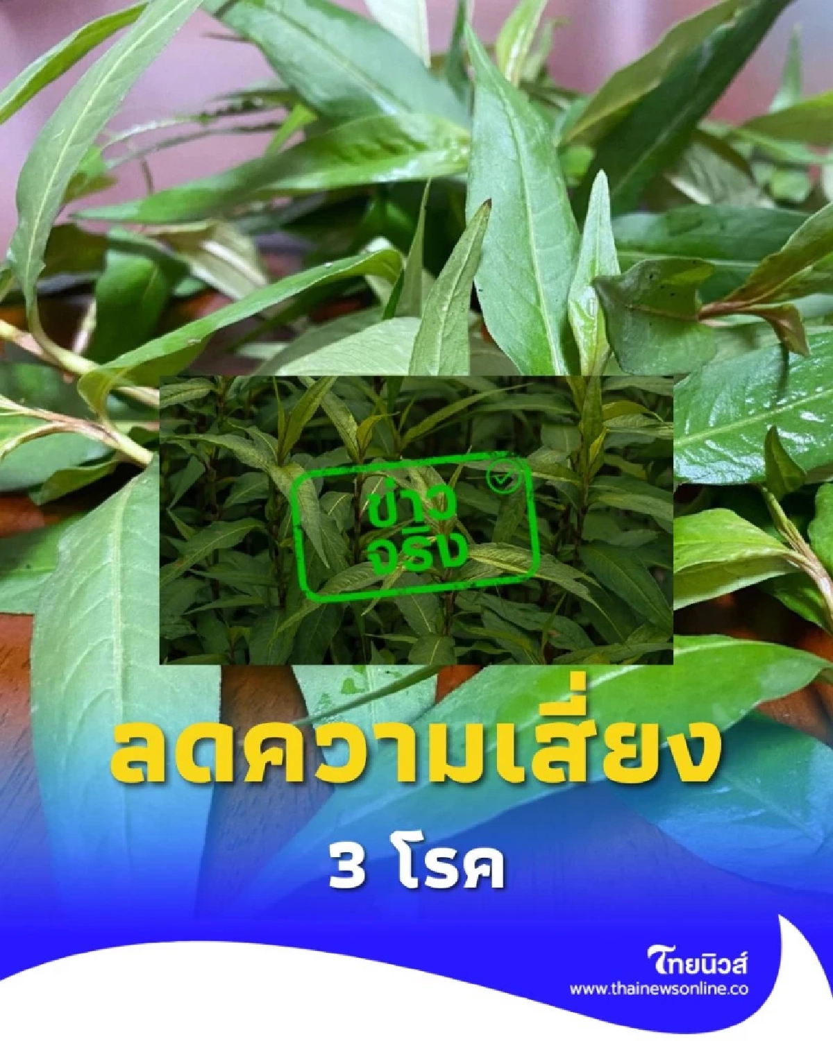 ผักแพว ผักพื้นบ้านในประเทศไทย ลดความเสี่ยงโรคหัวใจ ได้จริงหรือ
