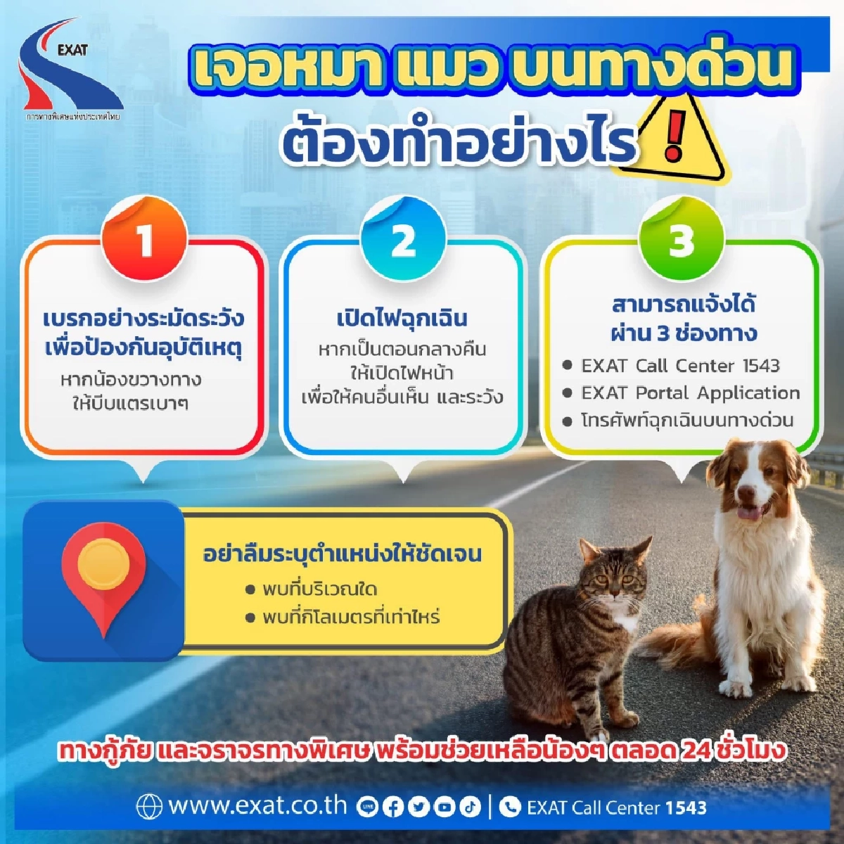 เจอหมา-แมวบนทางด่วน ทำอย่างไรดี? วิธีปฏิบัติตัวที่ถูกต้อง ปลอดภัยทั้งคนและสัตว์