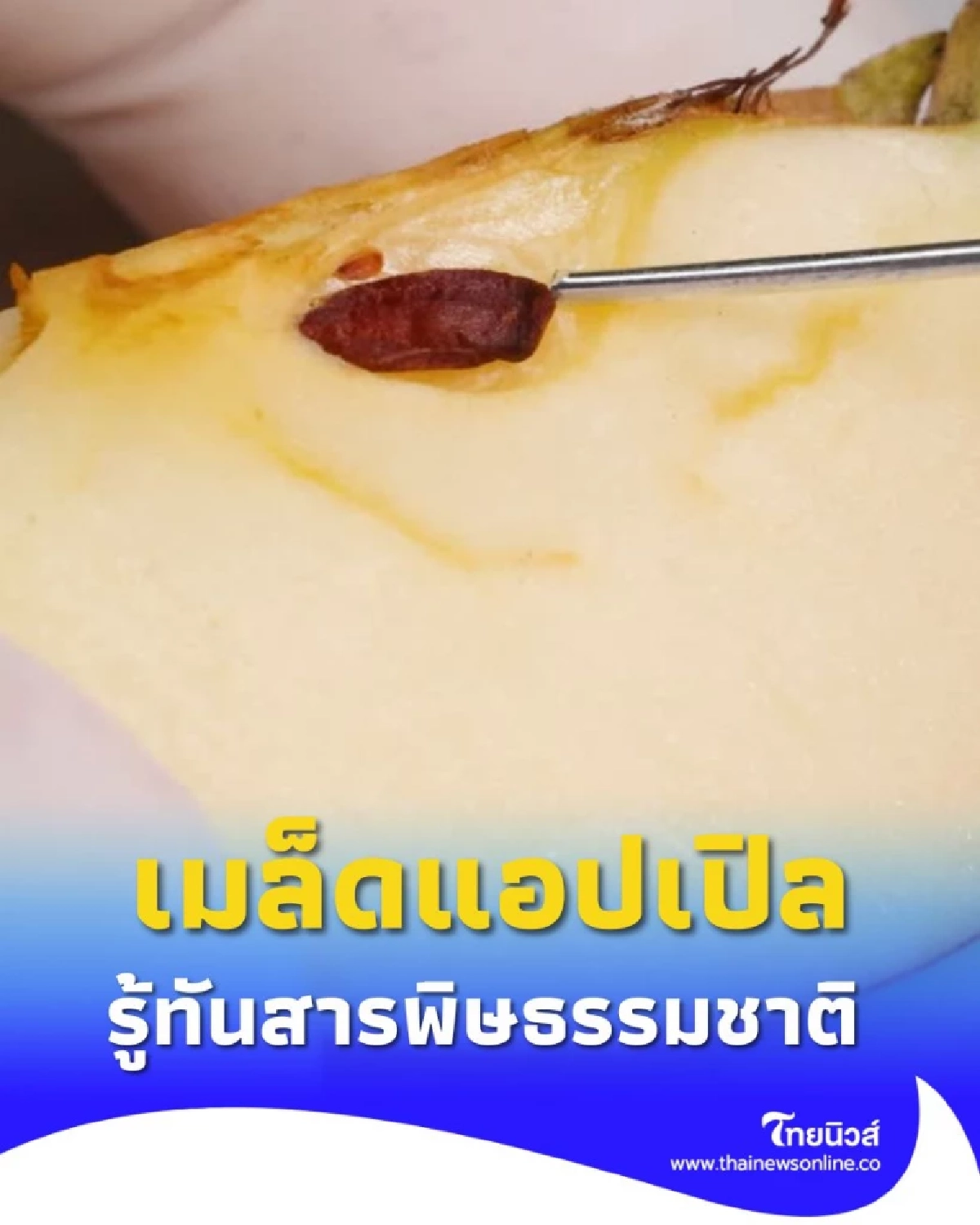 กินเมล็ดแอปเปิล อันตรายหรือไม่ ไขความจริงที่ซ่อนอยู่ในเมล็ด