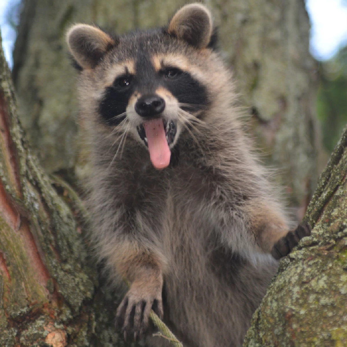 แรคคูน (Raccoon)
