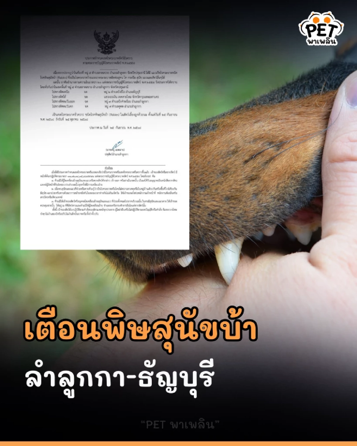 เตือนภัยพิษสุนัขบ้า! พบสัตว์ป่วยในลำลูกกา-ธัญบุรี ปทุมธานี และเขตสายไหม