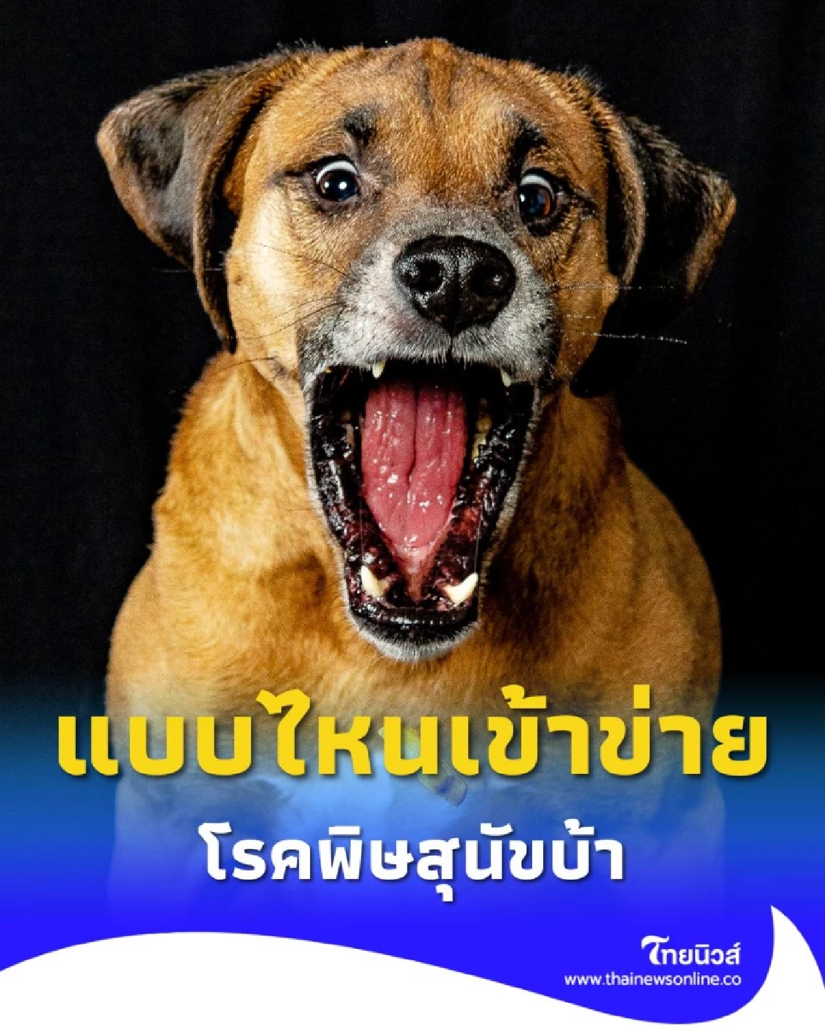 ภัยเงียบที่ต้องระวัง สังเกตสัตว์เลี้ยงแบบไหนเข้าข่าย โรคพิษสุนัขบ้า