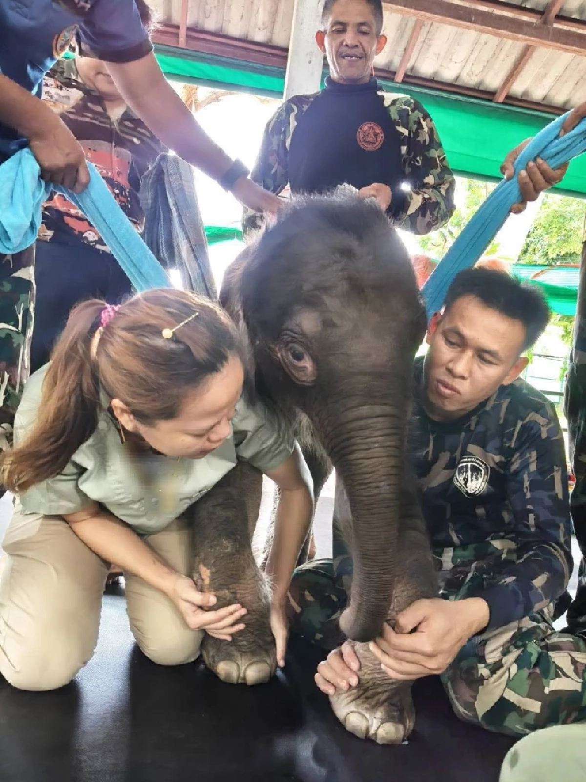 อัปเดตอาการ &quot;พังข้าวต้ม&quot; ลูกช้างป่าพลัดหลง สุขภาพดีขึ้น ค่าตับ-ไตยังสูง