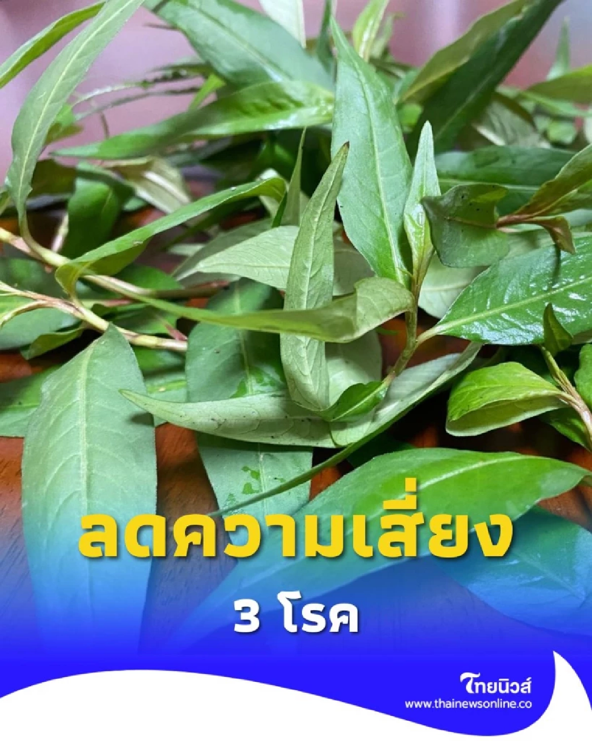 ผักแพว ผักพื้นบ้านในประเทศไทย ลดความเสี่ยงโรคหัวใจ ได้จริงหรือ