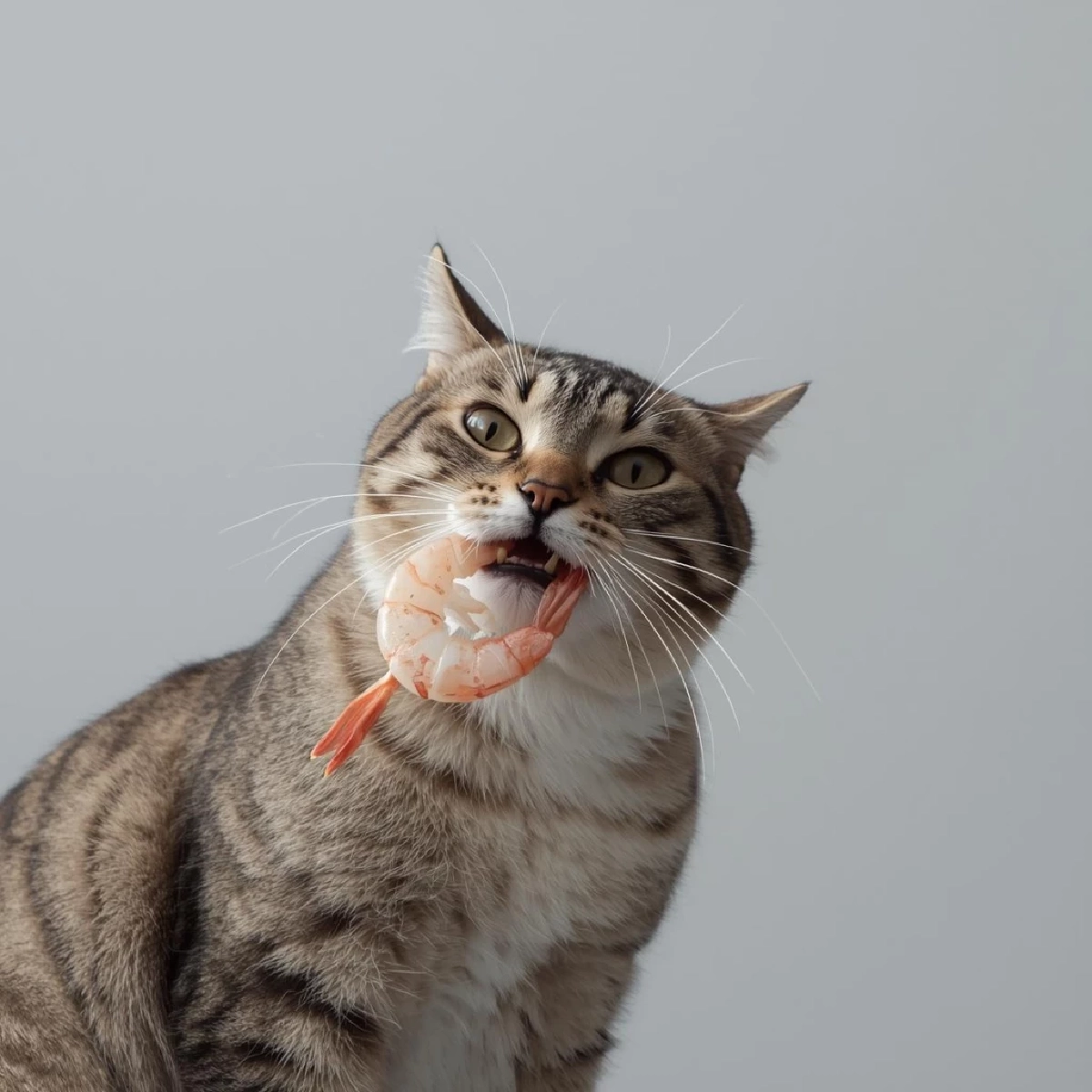 ทำไมแมวชอบกินกุ้ง? ประโยชน์และข้อควรระวังสำหรับเจ้าของแมว