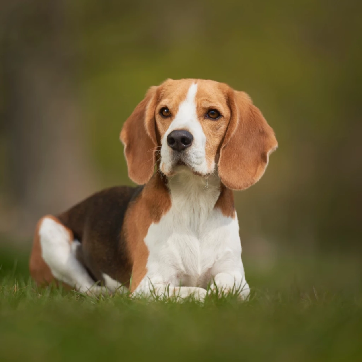 บีเกิล (Beagle)