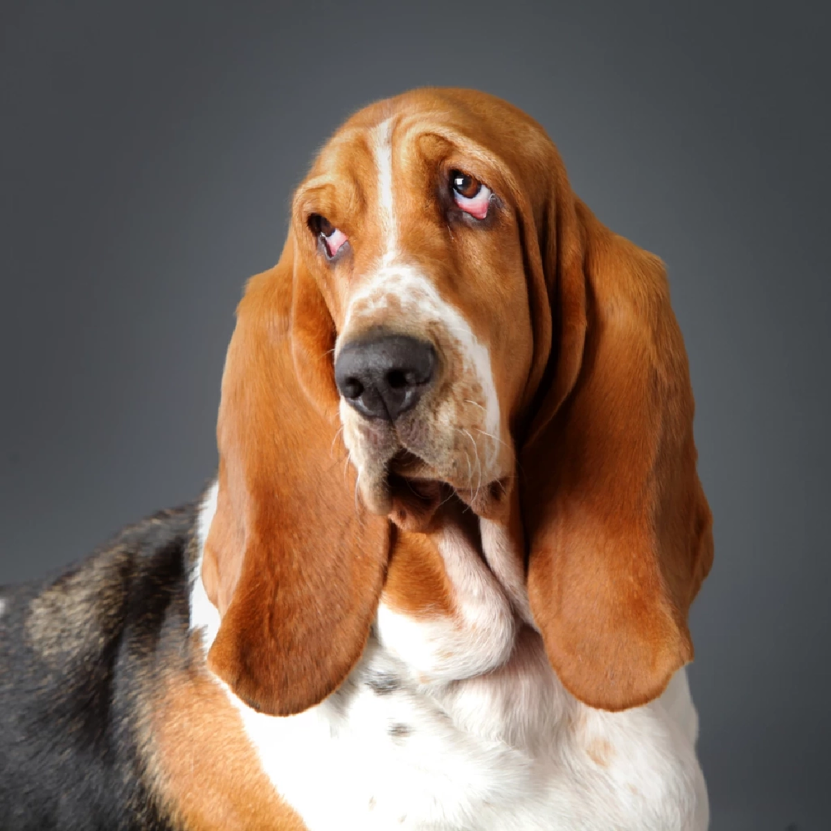 บาสเซ็ต ฮาวด์ (Basset Hound)