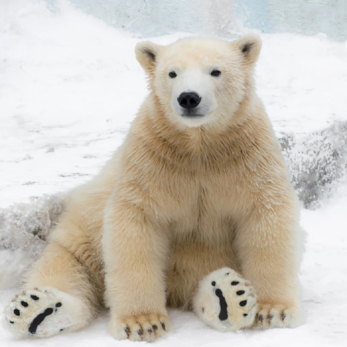หมีขั้วโลก (Polar Bear)