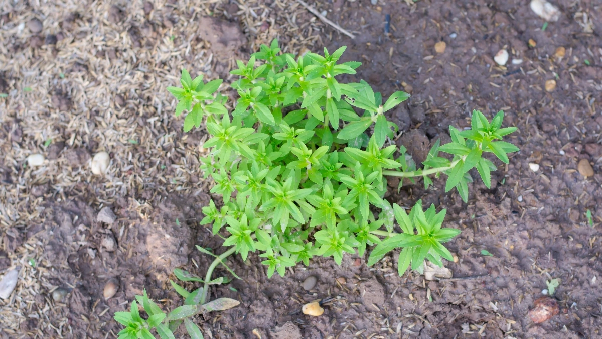 “ผักแขยง” สมุนไพรพื้นบ้าน กลิ่นแรงแต่มีประโยชน์เพียบ